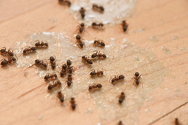 Best Cockroach Control Services  in Clinton, OH